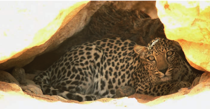 Arabian Leopards are routinely persecuted throughout their range Photo by Damien Egan