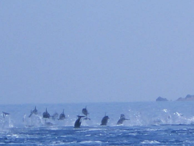 Delphinspringen bei Shoab in Sokatra Jemen